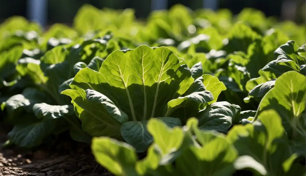 A lush field of green, leafy vegetables thriving in partial shade.