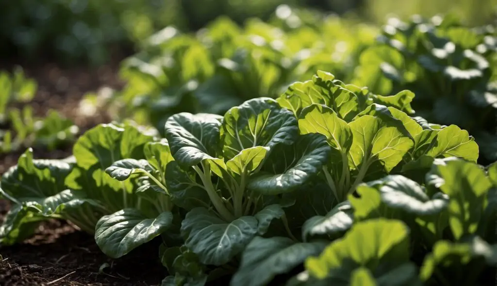 A lush field of green, leafy vegetables thriving in partial shade, illuminated by dappled sunlight.