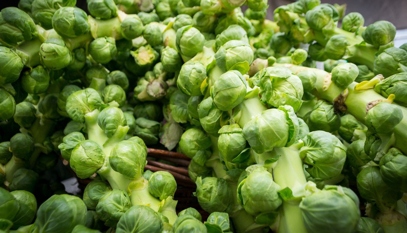 Close-up of Brussels sprouts growing in clusters along thick green stalks in a garden setting.