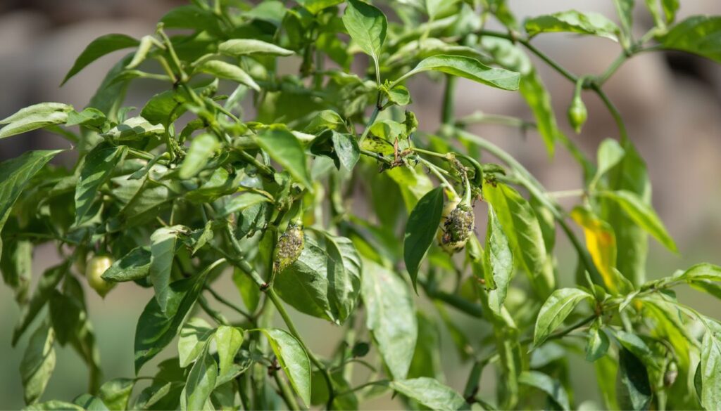 Close-up of a pepper plant infested with green aphids, showing curled leaves and small peppers.