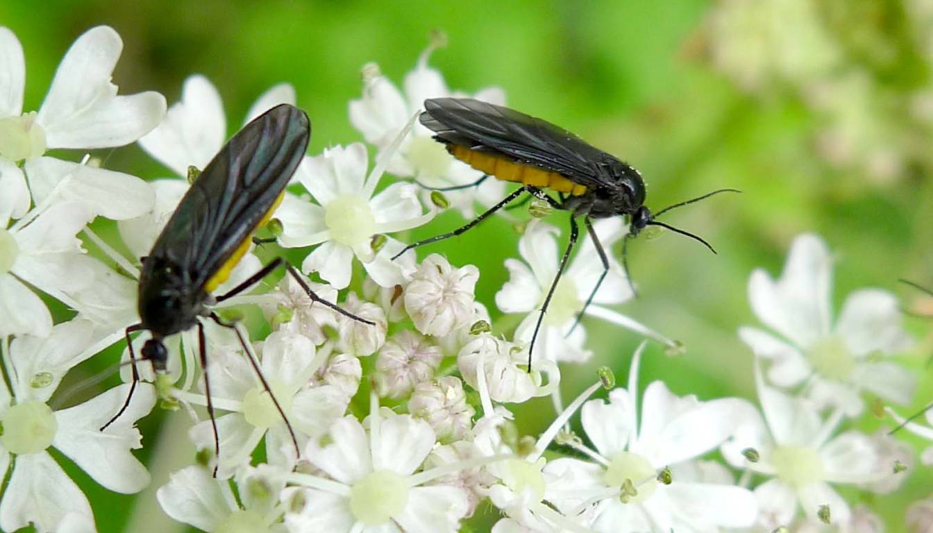 Two gnats with black bodies and yellow abdomens perched on white flowers.