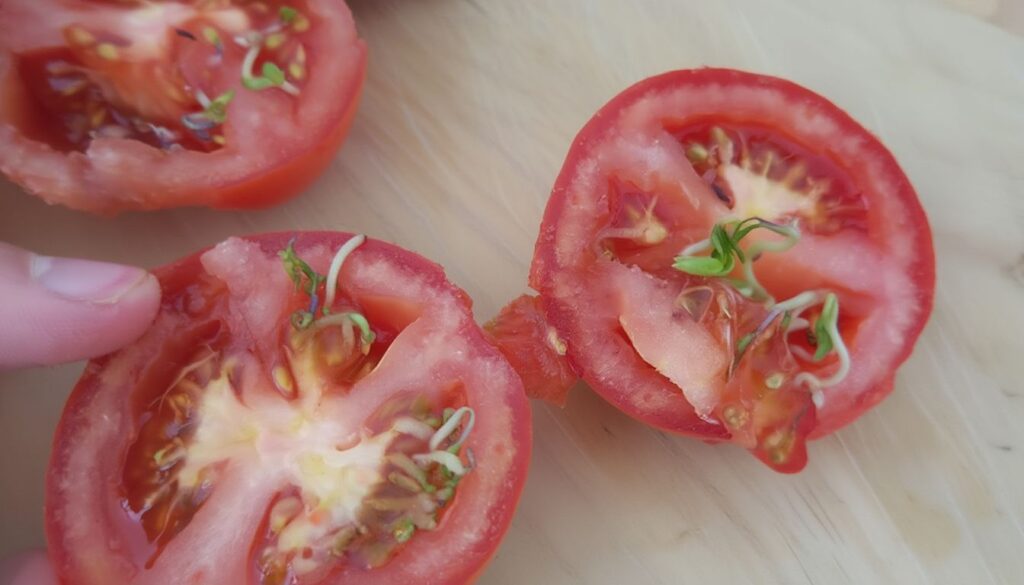 Sliced tomato showing sprouted seeds and small green shoots inside the fruit.
