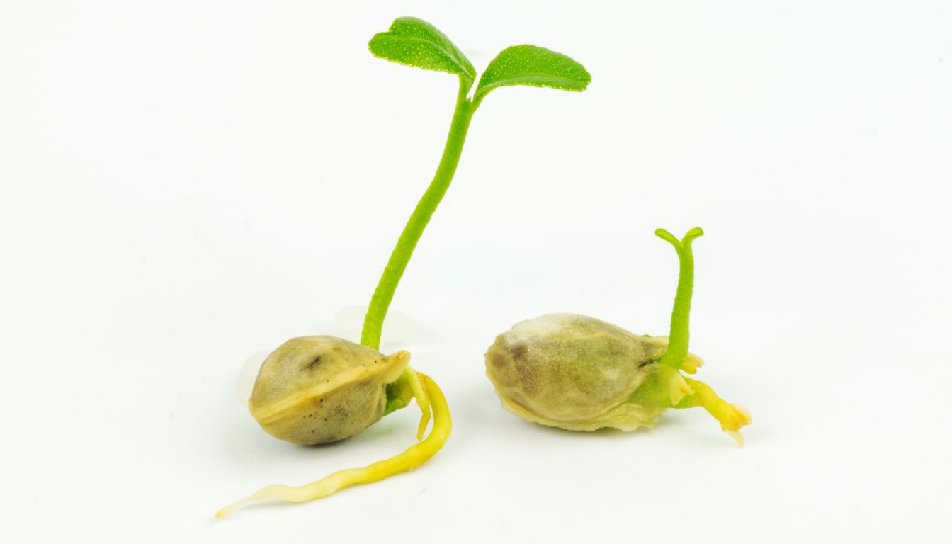 Two germinating seeds with visible roots and green shoots on a white background, showing early plant growth.