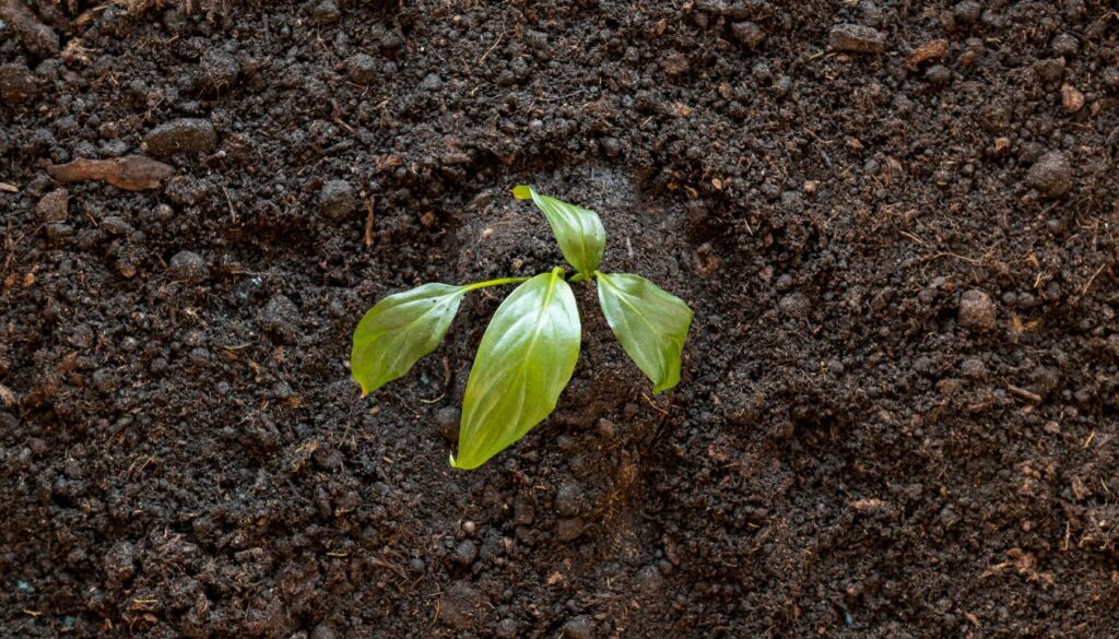 Do Seeds Need Light to Germinate