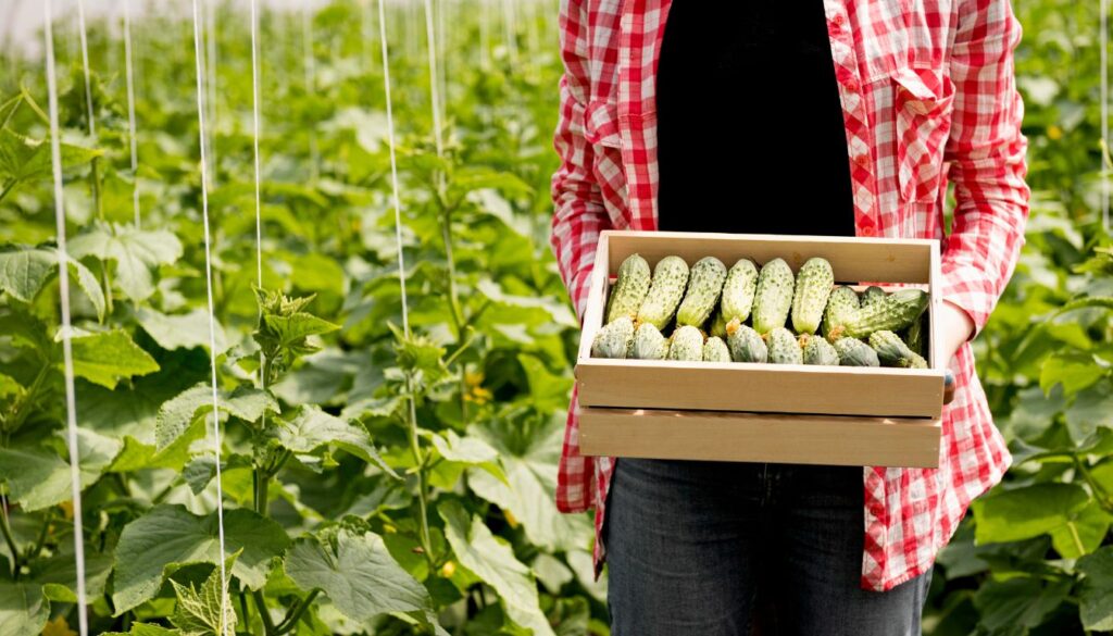 Grow Cucumbers Upside Down