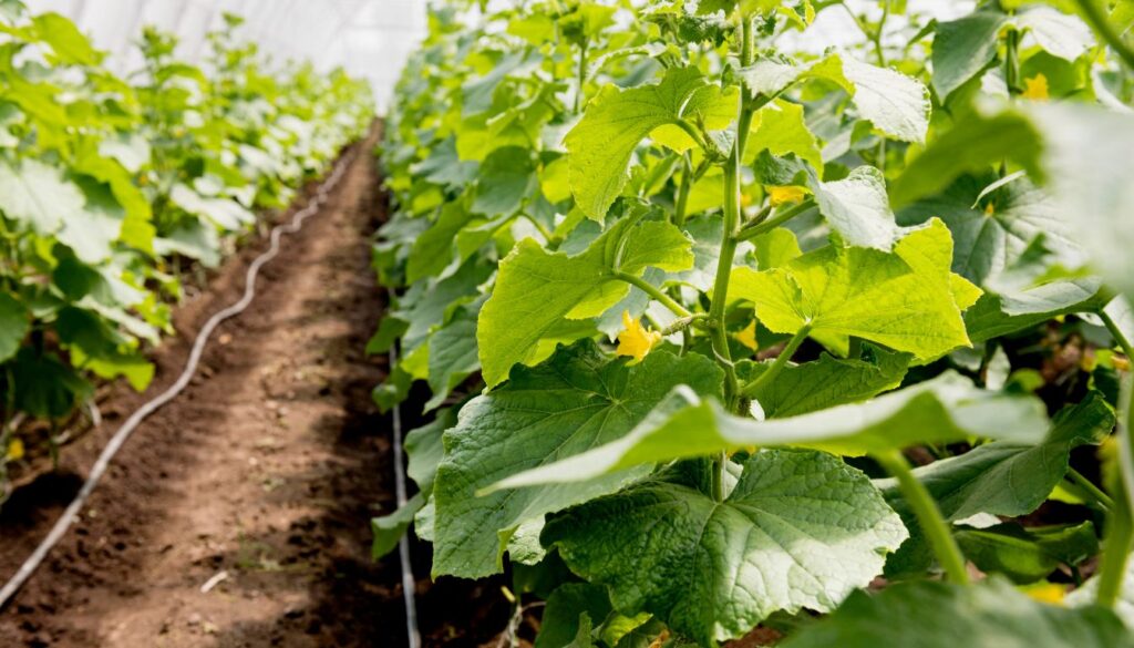 Grow Cucumbers Upside Down