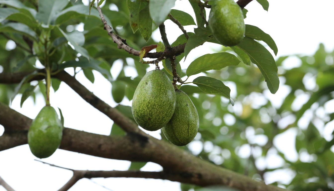 Green avocados hanging from branches surrounded by lush leaves on a healthy avocado tree.