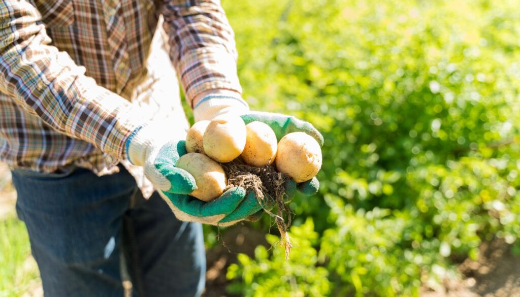How Do Potatoes Grow in the Ground