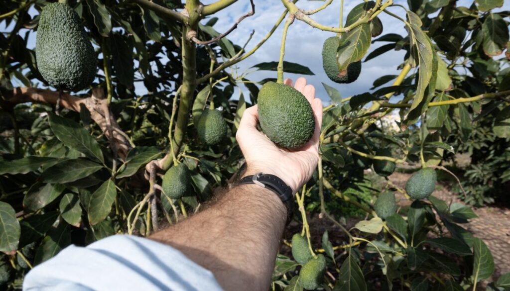 Person holding a ripe avocado still attached to a tree in a lush orchard.