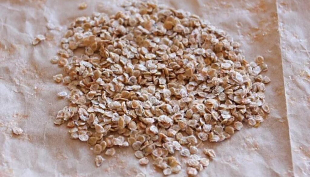 A pile of dried tomato seeds spread out on parchment paper, ready for storage or planting.