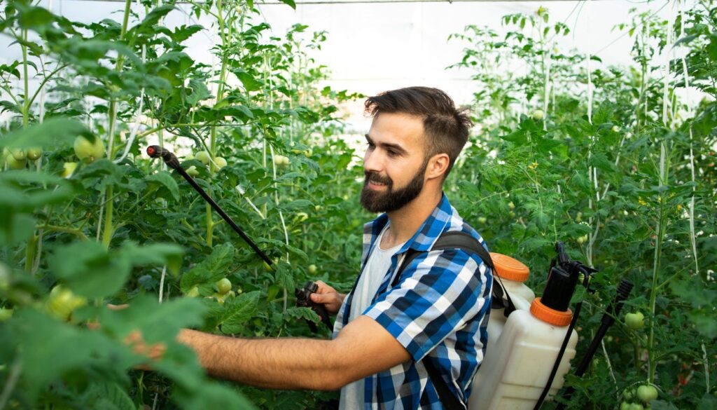 Person spraying fertilizer on tall tomato plants inside a greenhouse using a backpack sprayer.