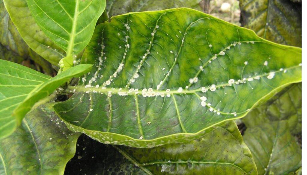Close-up of a green leaf with clusters of brown and white scale insects attached to its surface.