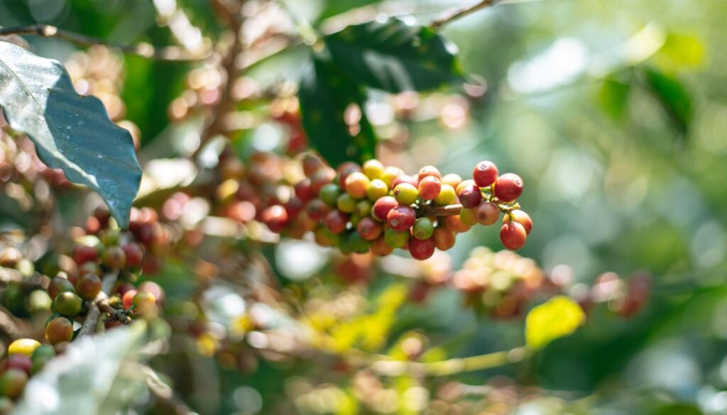 Clusters of coffee cherries in various stages of ripeness growing on a leafy coffee plant.