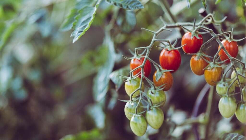 Cluster of cherry tomatoes in various ripening stages growing on a vine surrounded by green leaves.