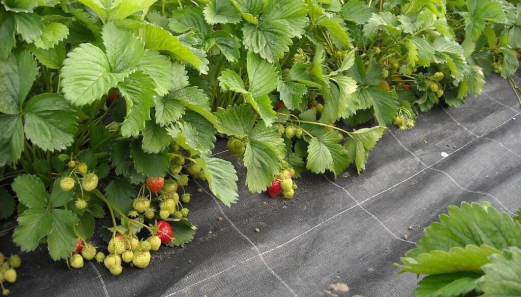 Strawberries growing on plants with black ground cover, ensuring the fruits are elevated off the soil.