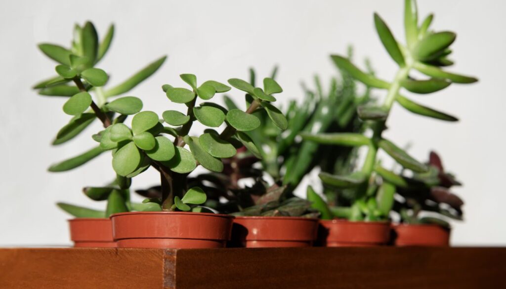 A collection of jade plant clippings in small pots, placed on a wooden surface, ready for propagation.