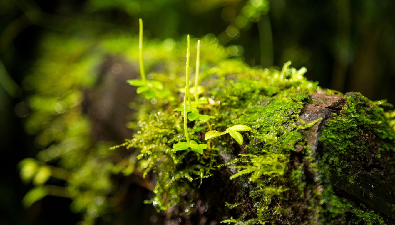 Close-up of moss-covered log with small green plants growing in a forest setting.