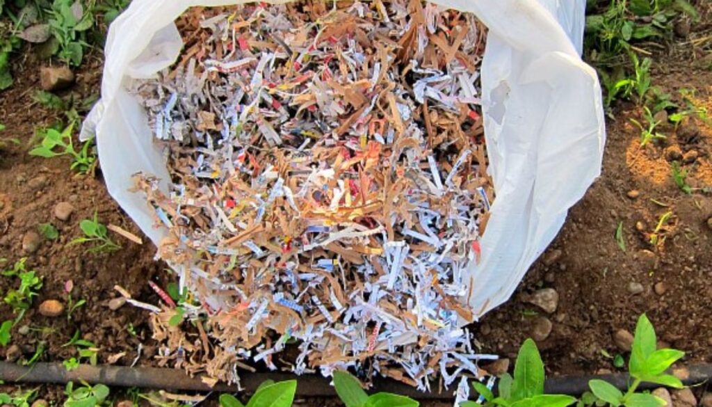 Layering Shredded Cardboard Mulch