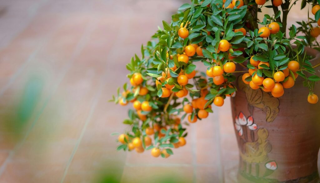 Most Beautiful Fruit Trees