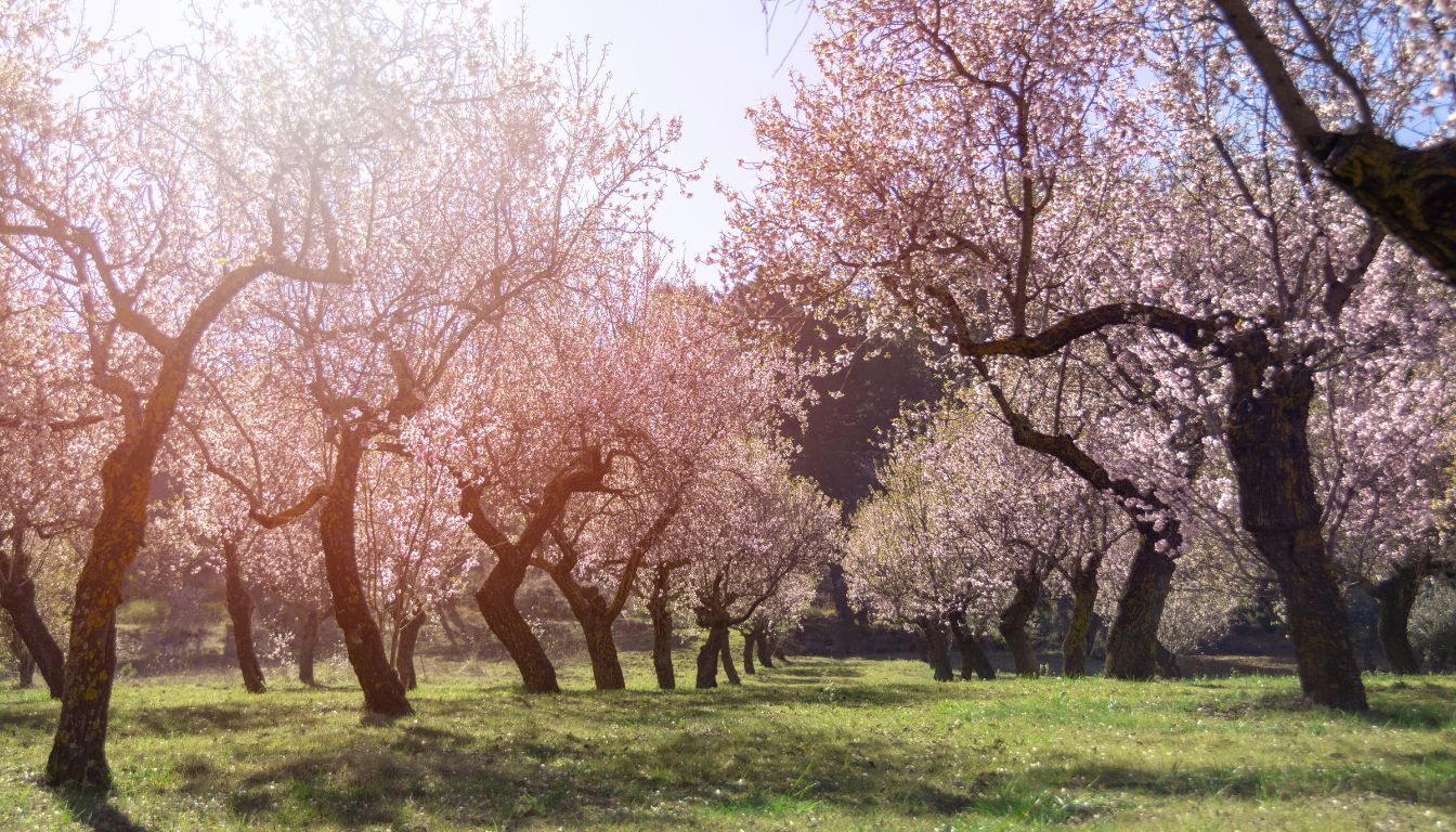 Cherry blossom trees in full bloom, arranged in neat rows across a sunlit orchard with green grass below.