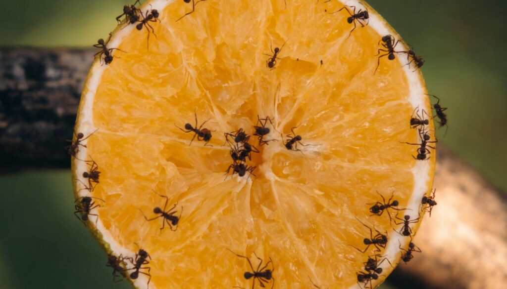 A slice of orange covered with ants, showcasing their attraction to sweet foods.