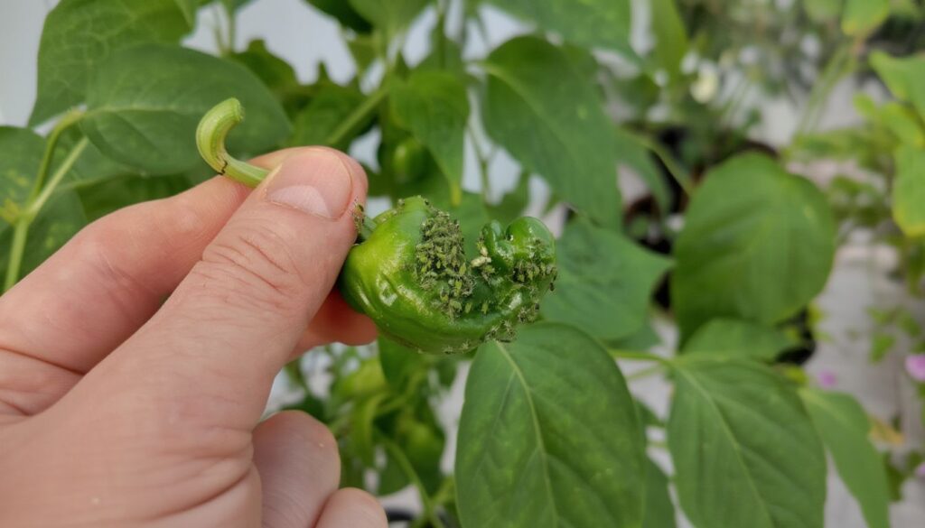 Close-up of a hand holding a malformed green pepper infested with aphids, surrounded by garden foliage.