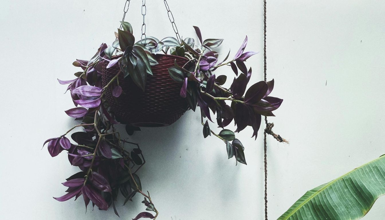 Propagating Tradescantia: Everything You Need To Know (2026)