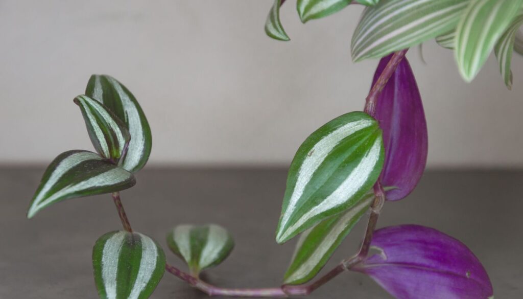 A Tradescantia plant with vibrant green and purple leaves, displayed in a pot, showcasing its unique foliage.