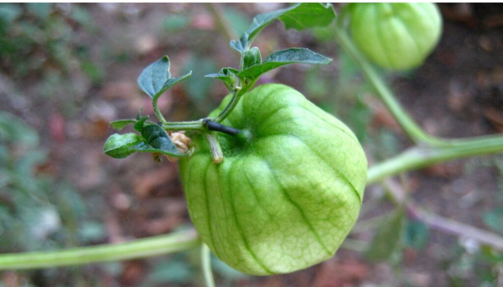 Close-up of a green tomatillo growing inside a papery husk on a leafy plant in a garden.