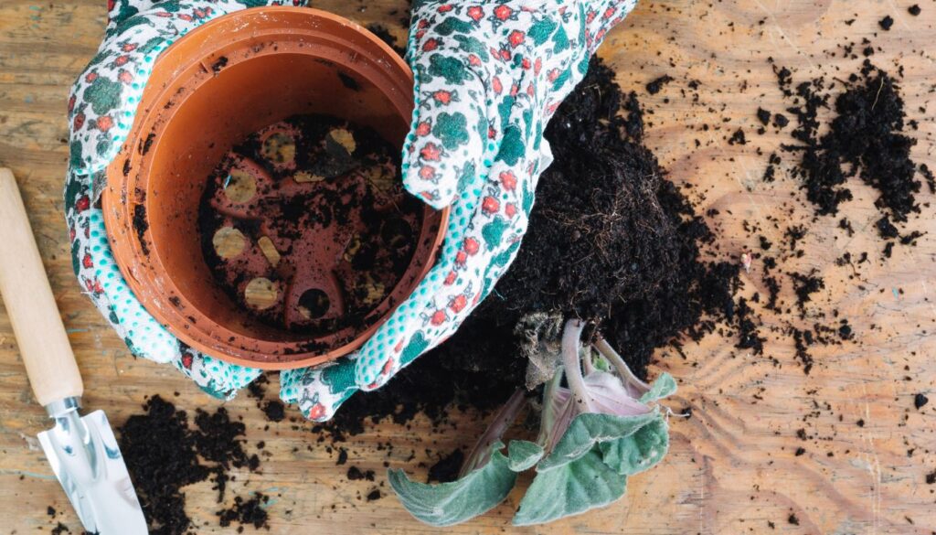 Raise pH Level in Soil