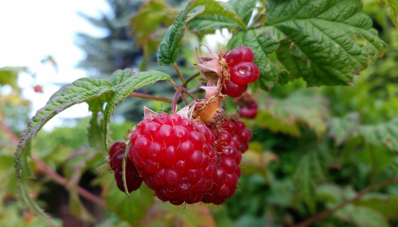 Close-up of ripe red raspberries on a bush with green leaves and thorny stems in a garden setting.