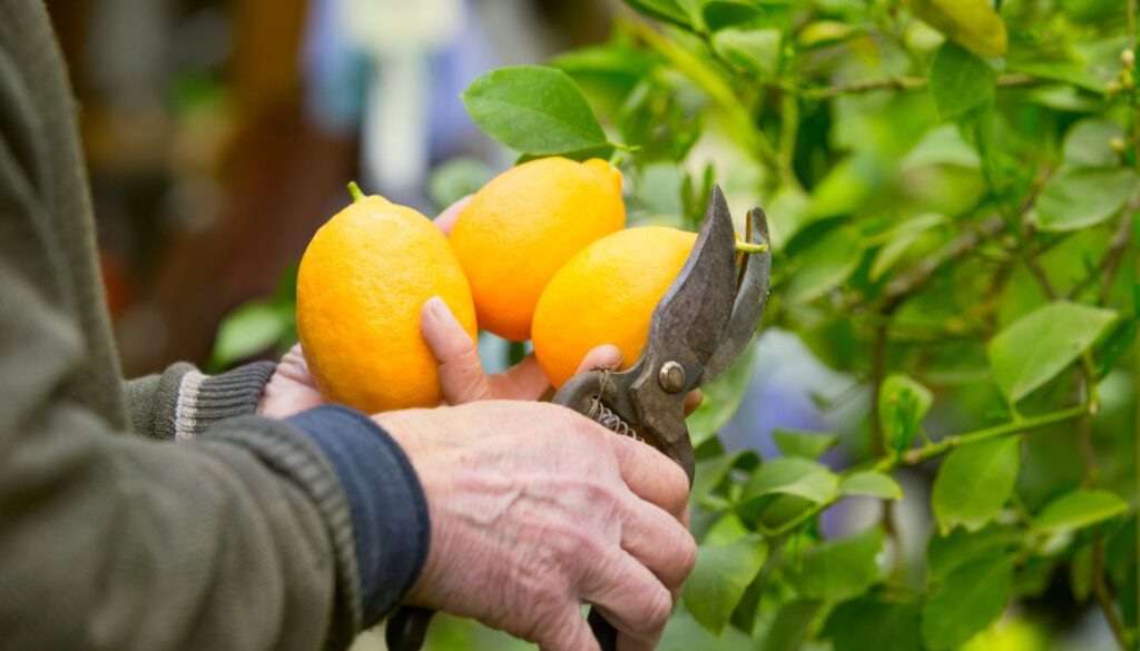 Sowing Planting Meyer Lemon Seeds