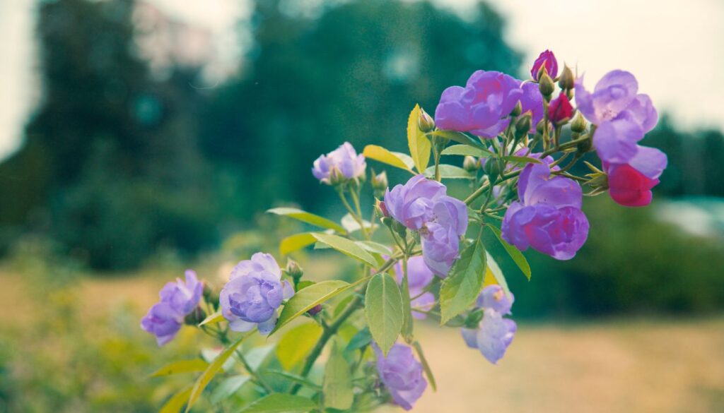 Sweet Pea Shrub Care