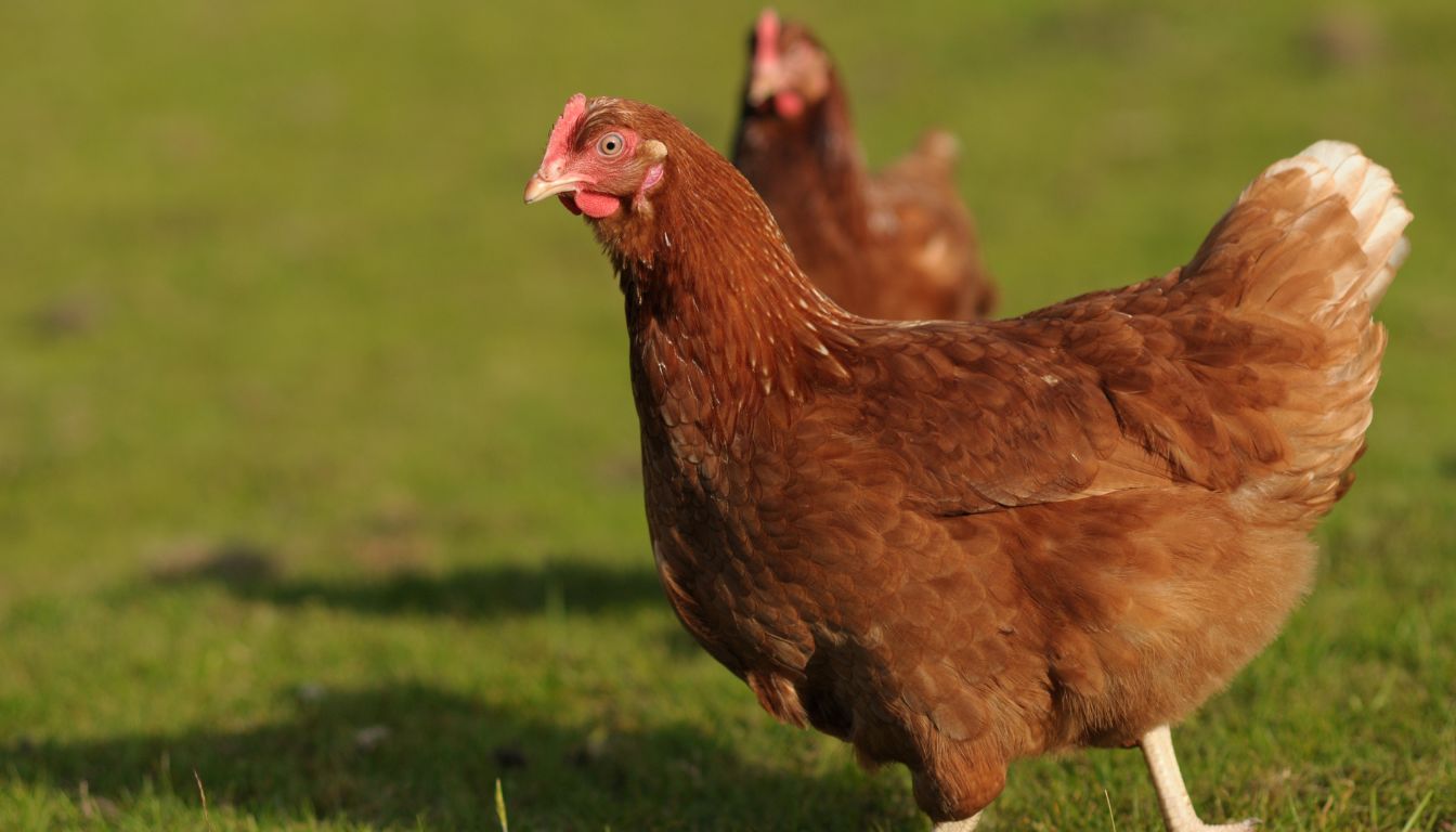 Three hens pecking at the ground while enjoying a meal in a lush garden setting.