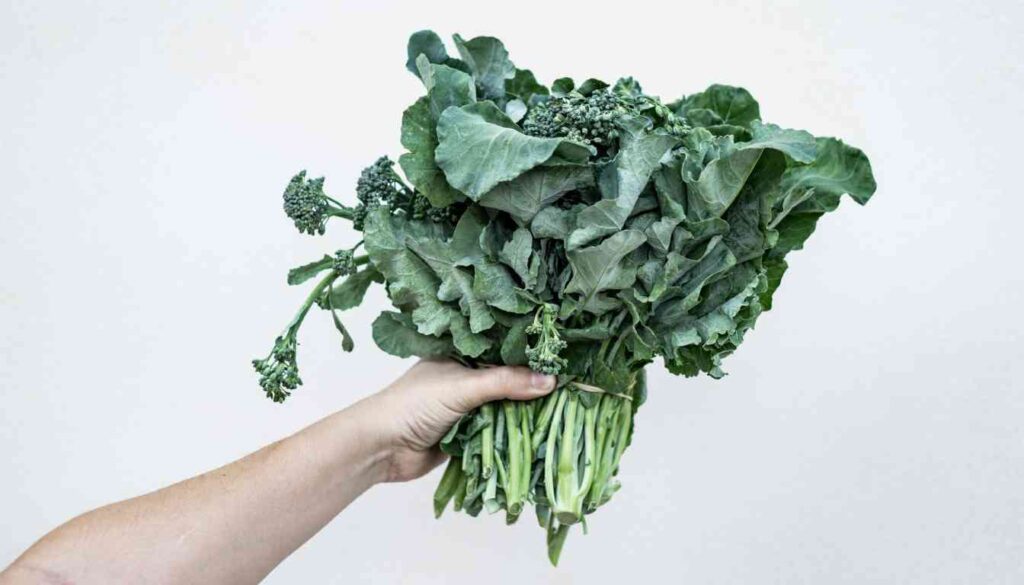 A hand holding a bunch of leafy greens, specifically a type of kale, against a plain white background.