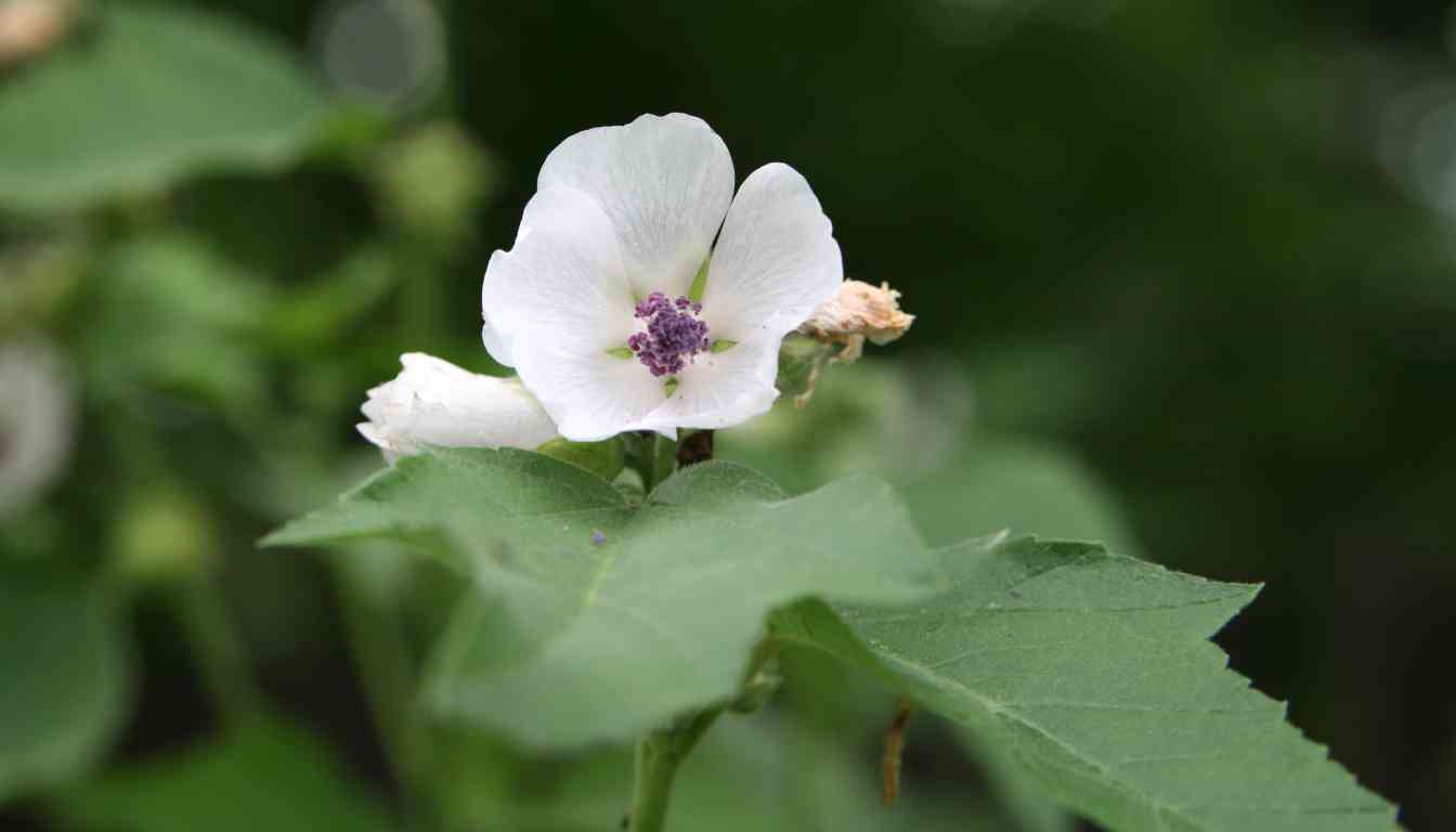 Close-up of a white marshmallow flower with a purple center, surrounded by green leaves.