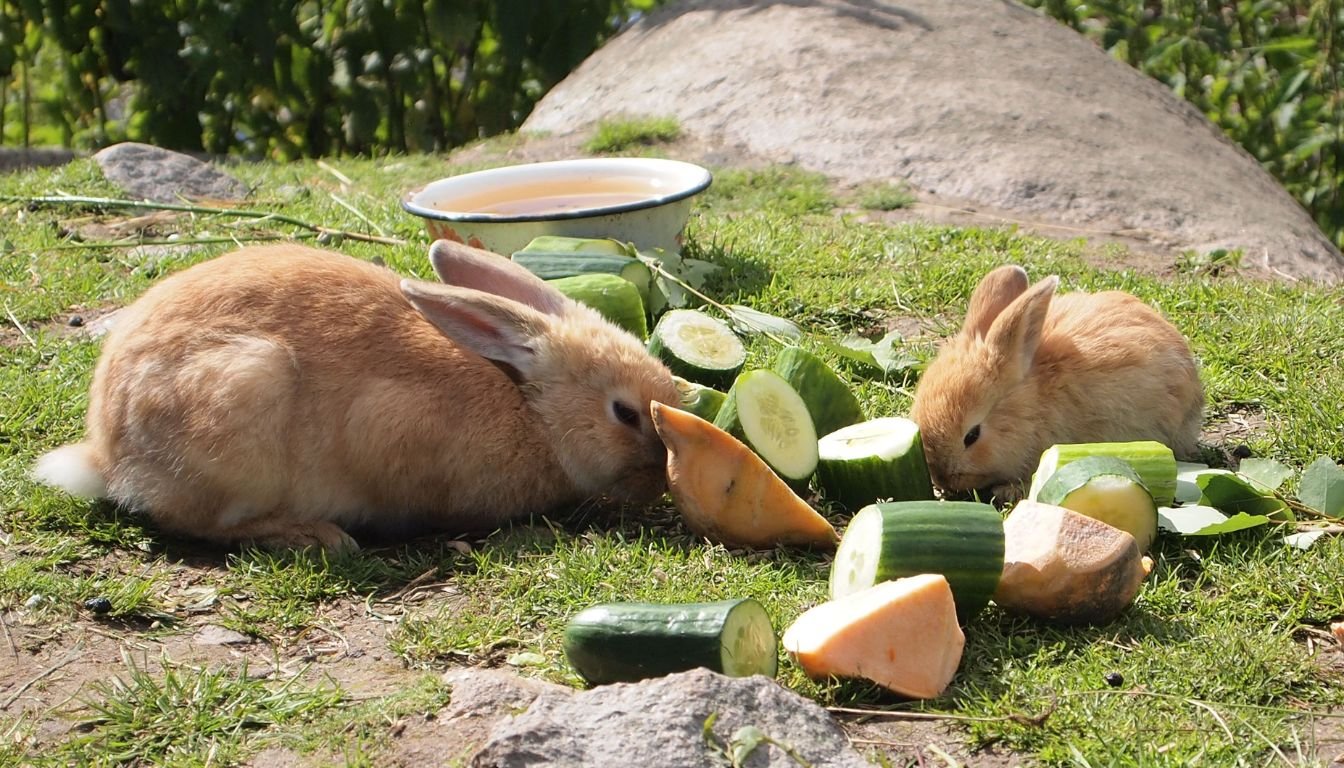 Can Rabbits Eat Limes? How To Feed Your Bunny (2026)