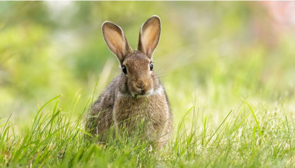 A curious rabbit sitting on a grassy patch, surrounded by fresh limes, symbolizing the topic of feeding limes to rabbits.