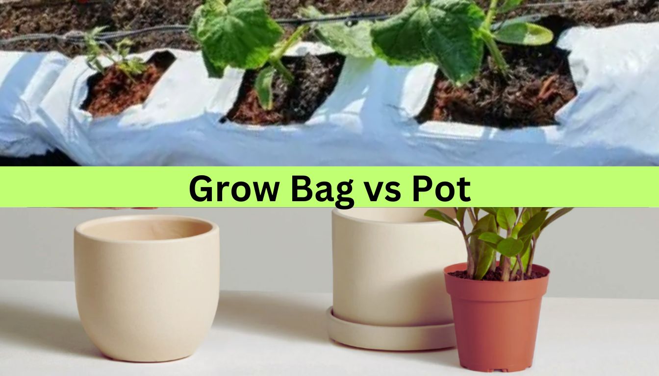 Comparison of plants growing in a grow bag and pots.