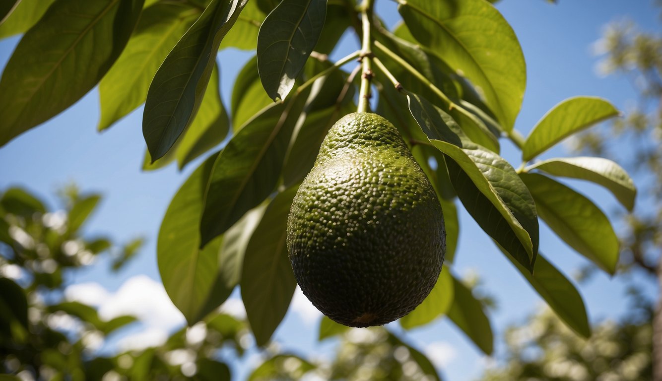 A ripe avocado hanging from a tree, surrounded by lush green leaves against a bright blue sky.