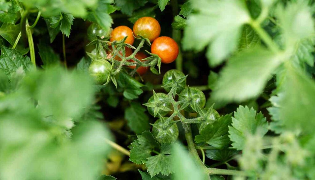 Close-up of ripe and unripe cherry tomatoes growing among parsley leaves.