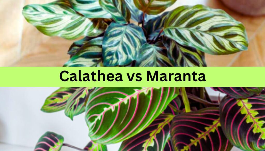 A comparison image showing the leaves of Calathea and Maranta plants. The leaves of both plants are vibrant and patterned, highlighting the differences in their appearance.