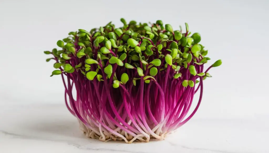 This image displays a dense bunch of red cabbage microgreens, characterized by their striking purple stems that transition into bright green leaves. The microgreens are in sharp focus, highlighting the delicate textures of the leaves and the smoothness of the stems. The white background provides a stark contrast that accentuates the colors and makes the microgreens stand out, suggesting freshness and vitality. This image is relevant as it showcases these edible plants at an early stage, often used for their nutritional value and visual appeal in culinary dishes.