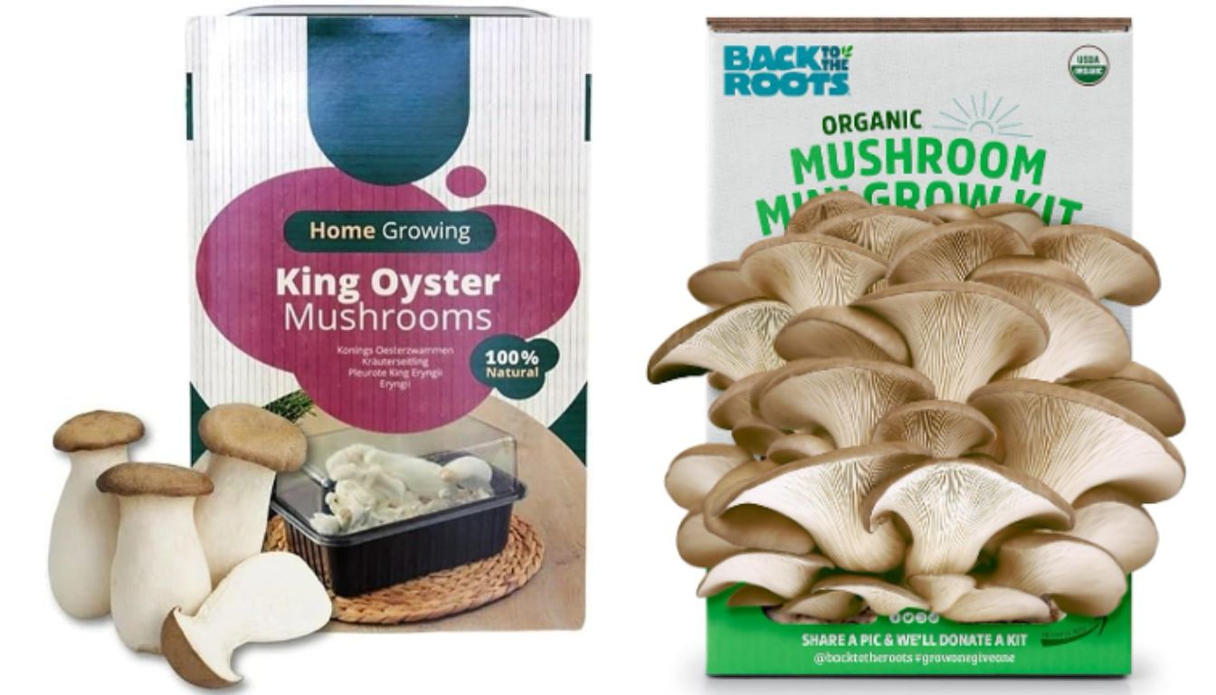 A top-rated mushroom growing kit available in the UK and US.