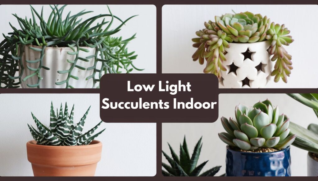 A collage of four different succulent plants in individual pots against a white background with the text “Low Light Succulents Indoor” overlaying in the center.