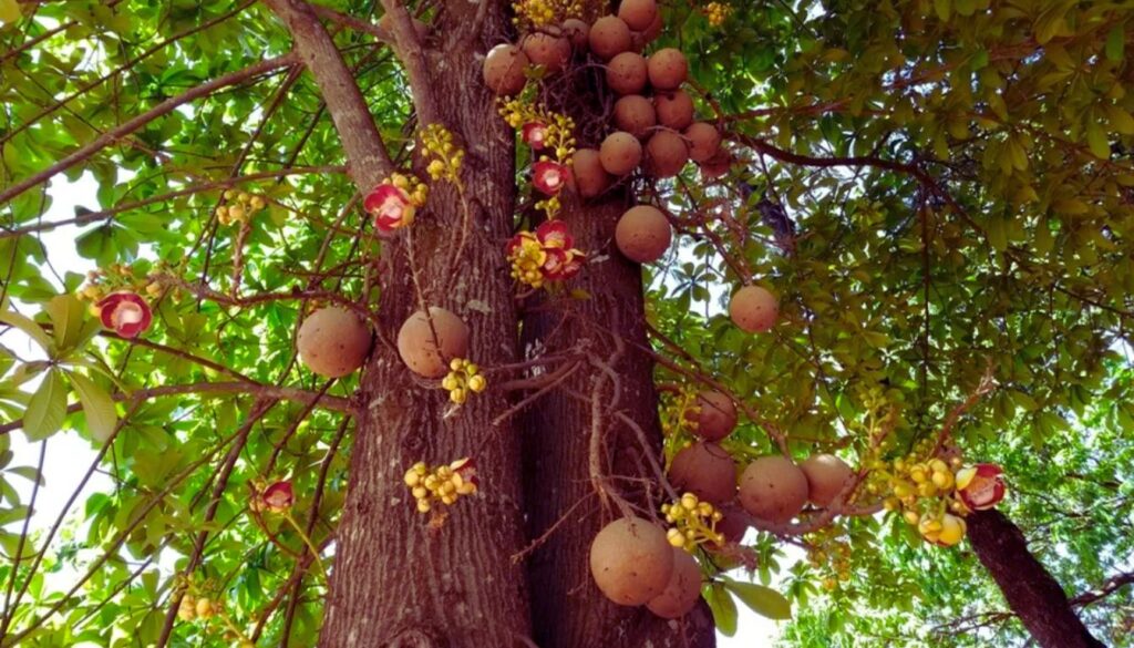 A Cannonball Tree with large, round fruits attached directly to the trunk and branches, surrounded by green foliage and bright yellow flowers.