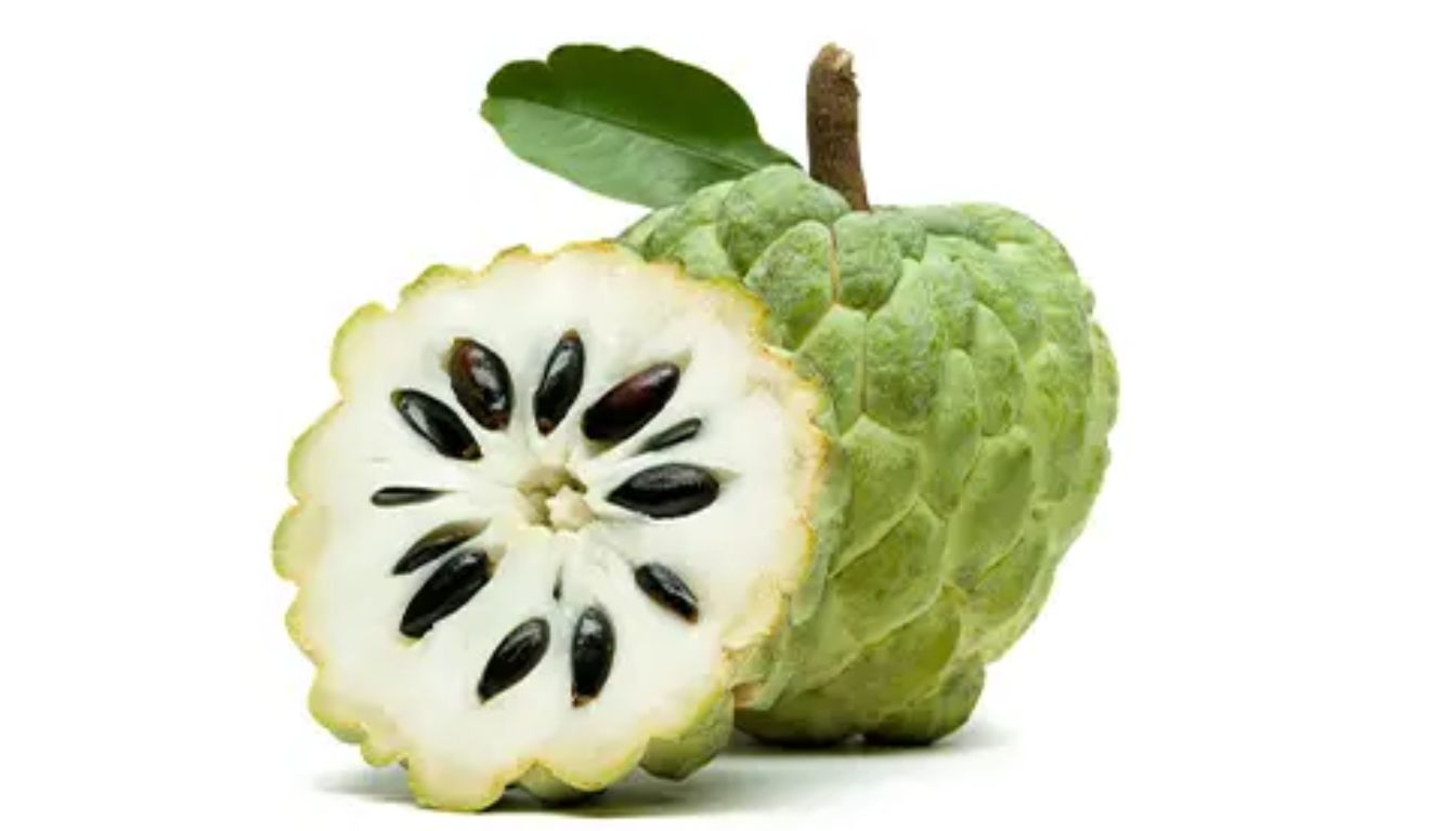 Ripe custard apple with one leaf on stem against a white background, part of the fruit is blurred.