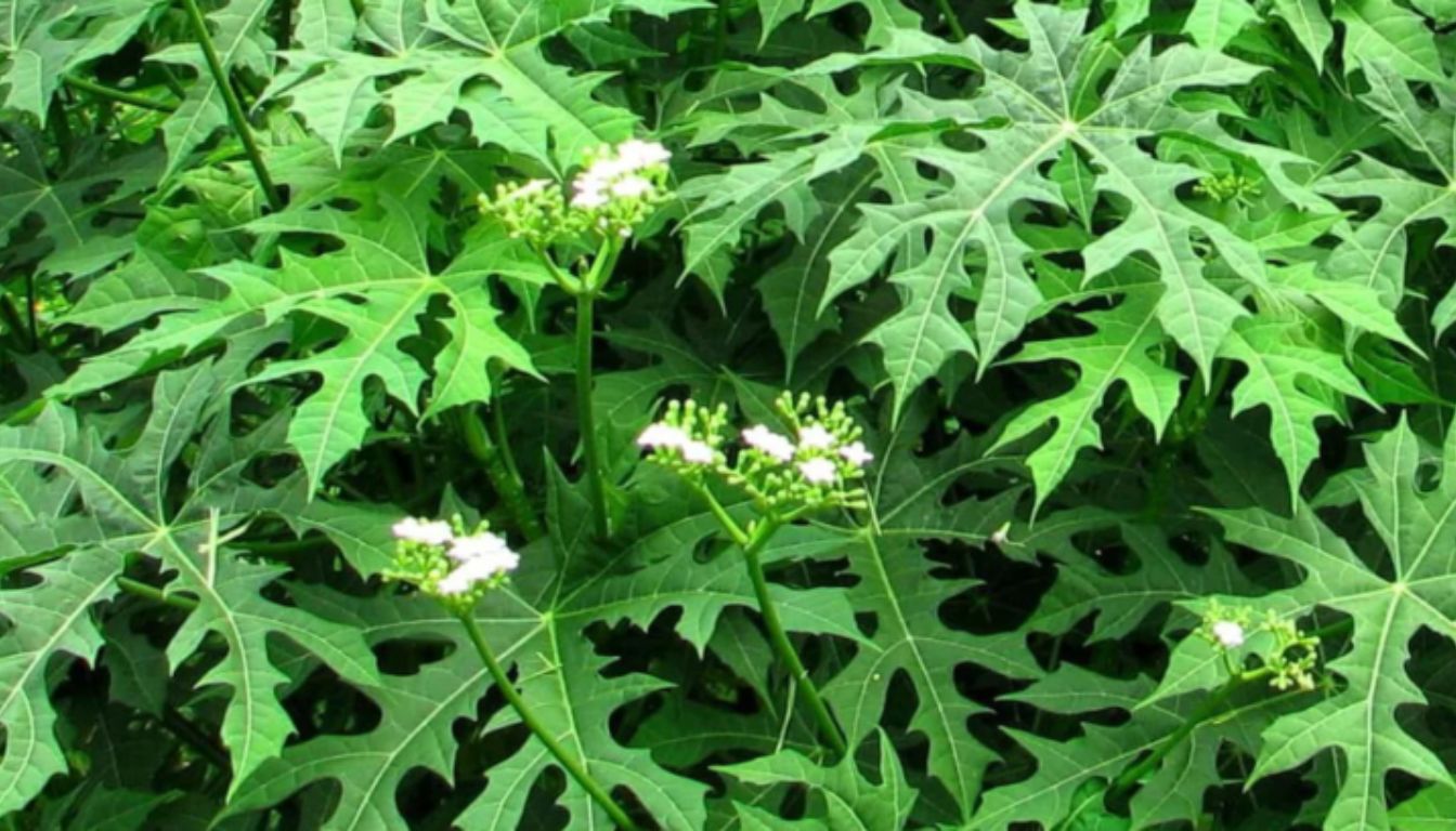 Dense cluster of chaya plants with large, deeply lobed green leaves and small clusters of white flowers.