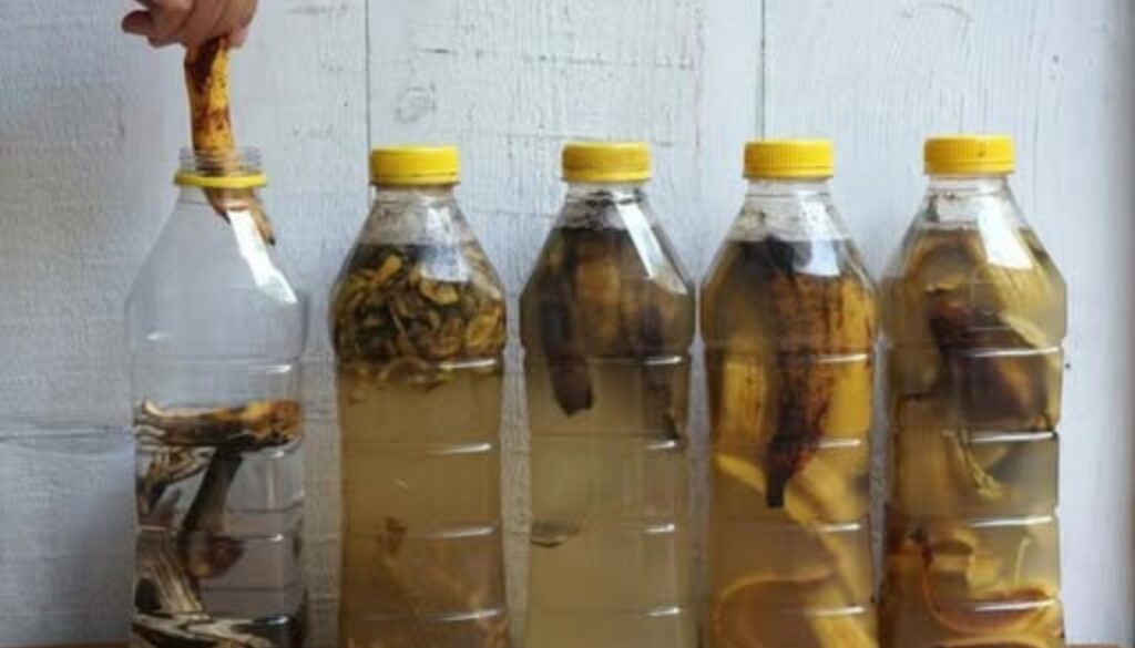 Five plastic bottles with yellow caps, each containing banana peels submerged in water at different stages of decomposition, demonstrating the process of making homemade banana peel fertilizer.