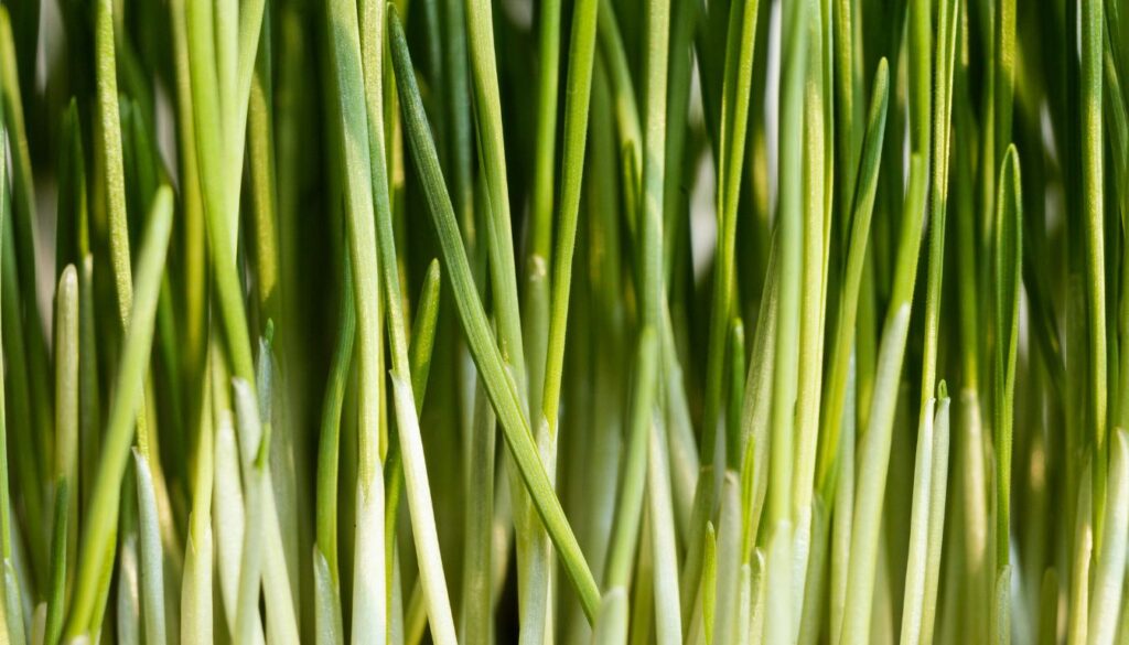 How to Grow and Care for Lemongrass